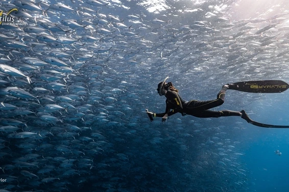 Diving with Trevallies – Apex Predators of the Reef