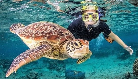 Diving with Turtles – Underwater Ninjas