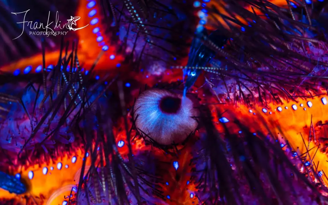 Trip the Light Fantastic – Night Diving with Fluorescence