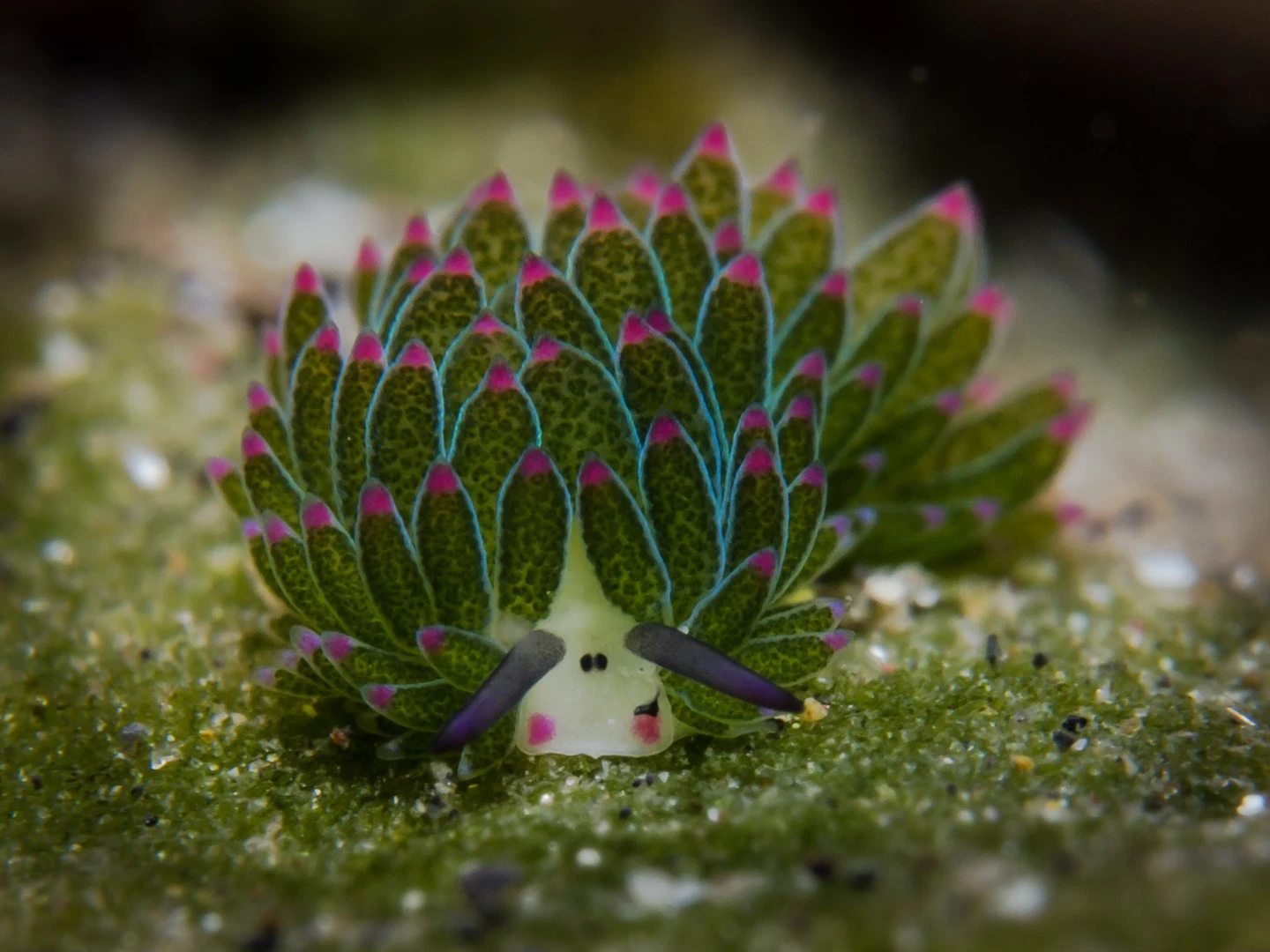 Lembeh – Strait out of a Fairytale