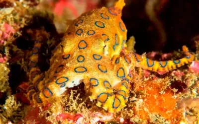Rashes, Reactions & the Runs: Note of Caution for Divers
