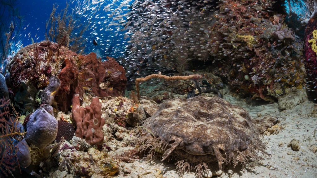 Raja Ampat Marine Park: Crown Jewel of the Coral Triangle