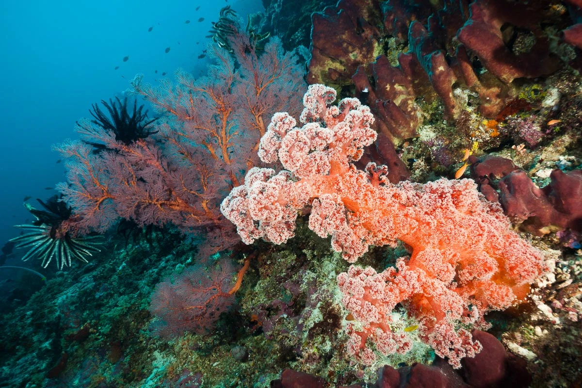 Sangalaki – Diving’s Best Kept Secret?