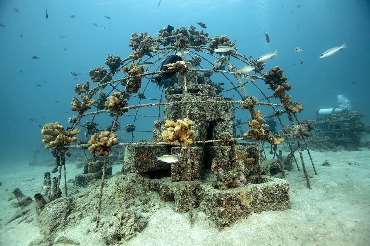 An Idiot’s Guide to Building Artificial Reefs