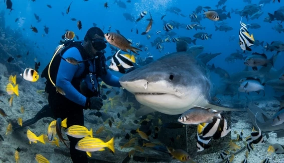 Shark Reef Marine Reserve: Fiji’s Shark Diving Sanctuary