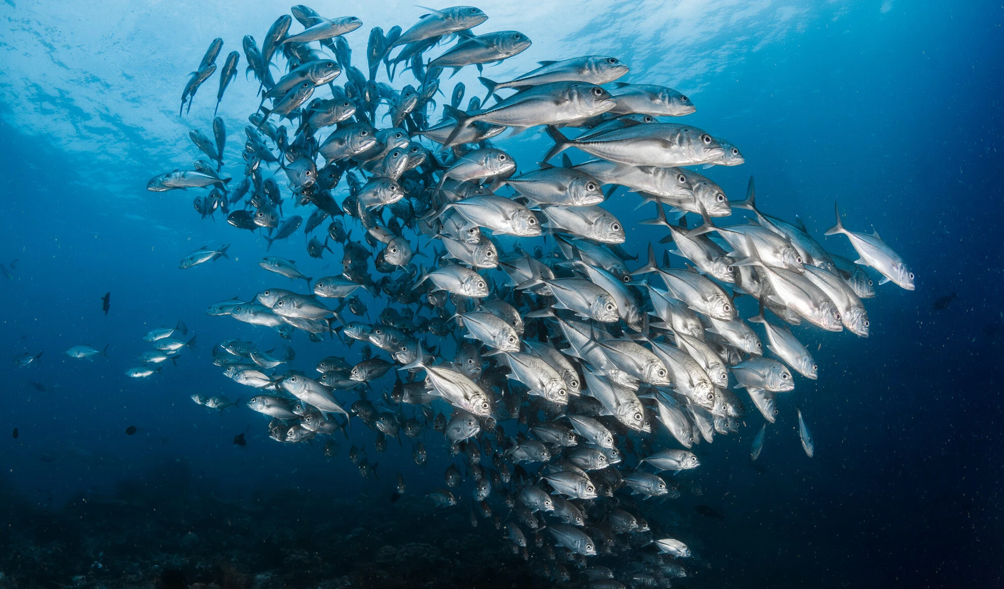 New Fish and Coral Species Found During Raja Ampat Expedition