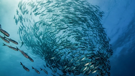 Komodo Fish Culture Project