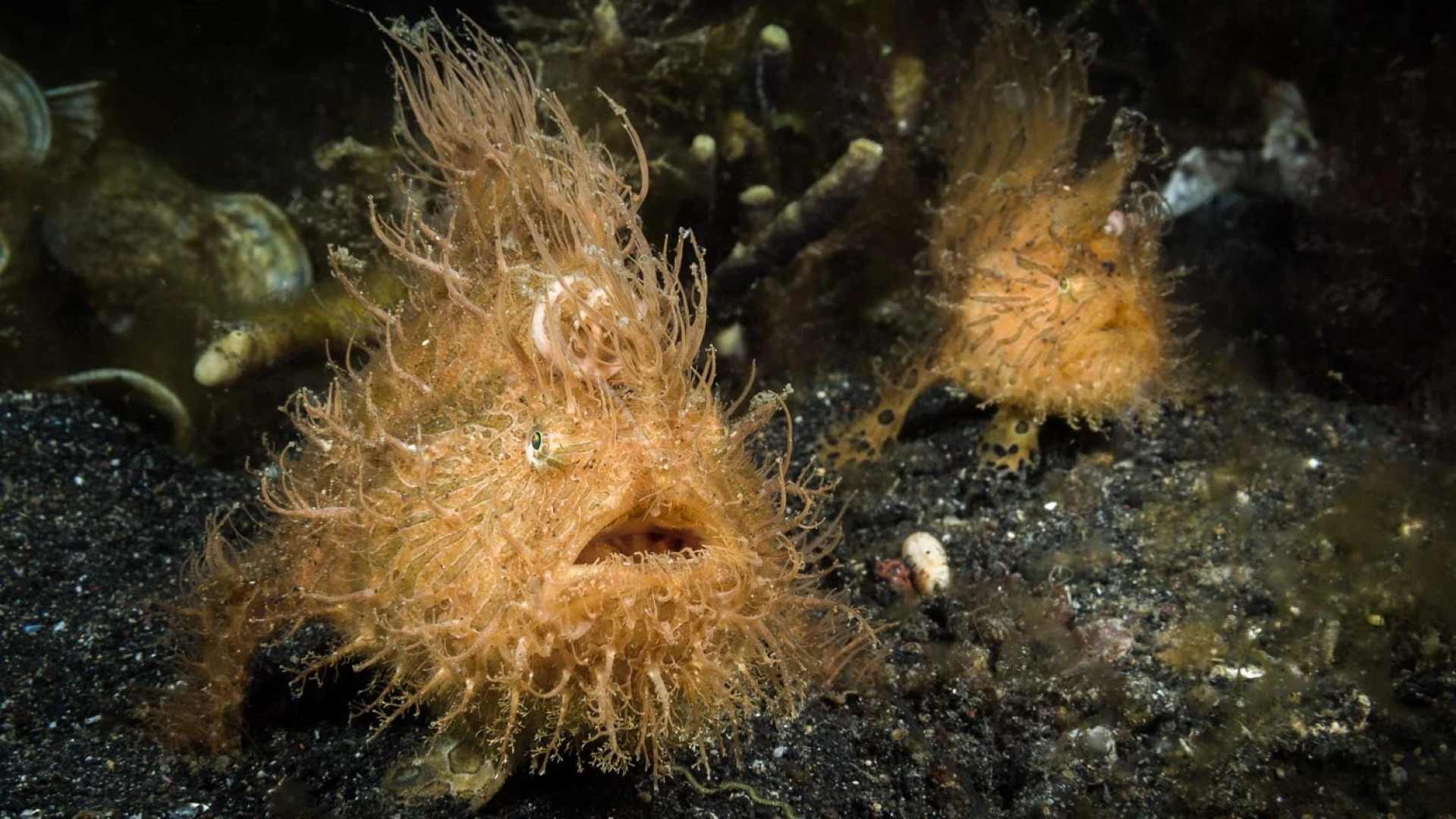 Mucking Around in the Lembeh Strait