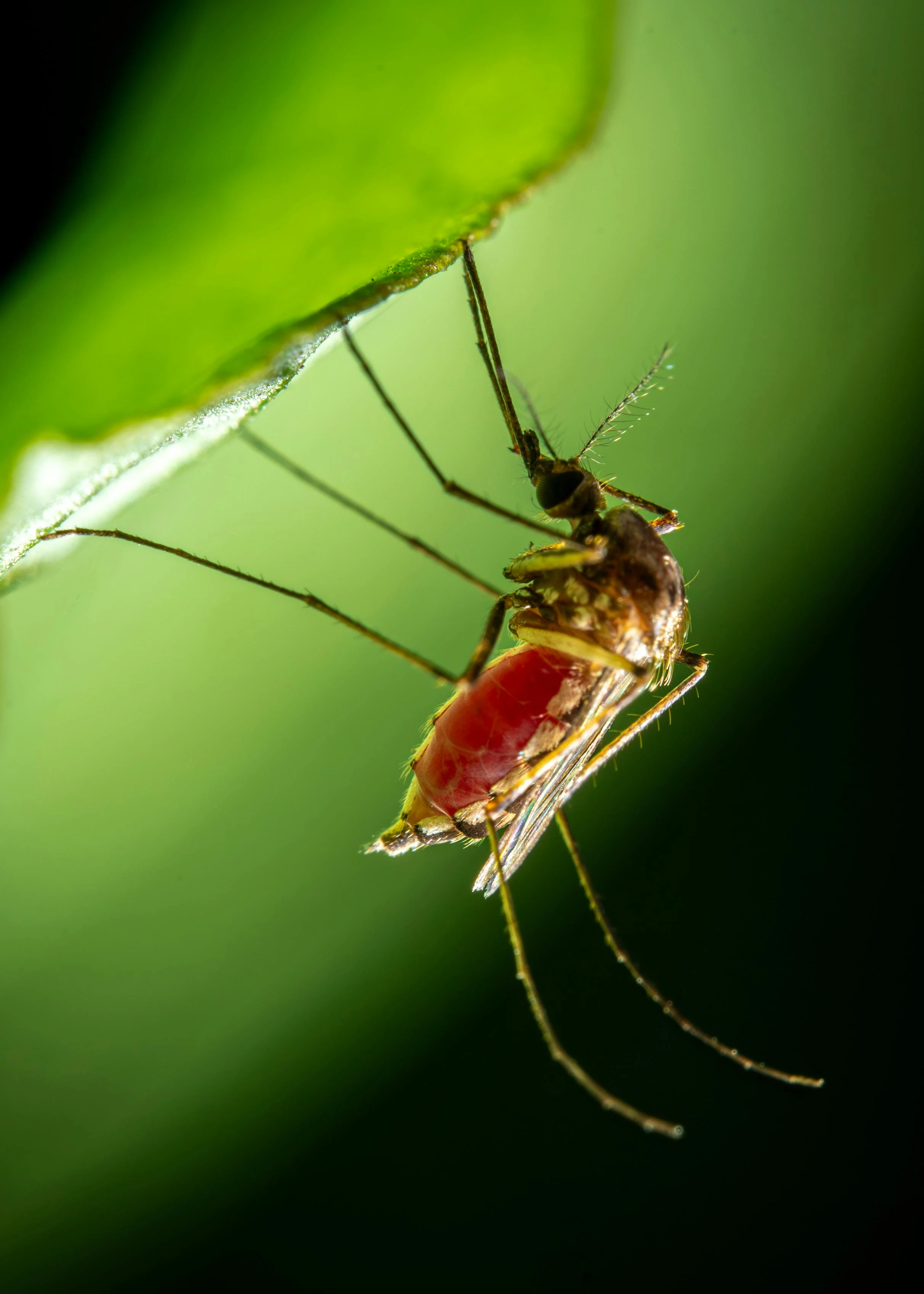 Malaria and Diving