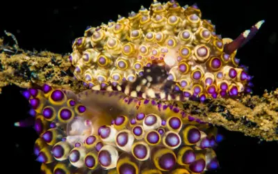 The Photographers’ Wonderland that is Raja Ampat