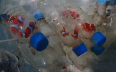 Beyond the Rhetoric: The Reality of Marine Conservation in the Solomon Islands